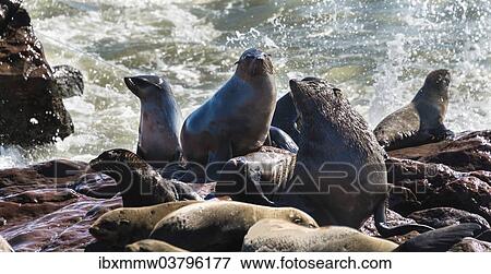 Stock Photo - "Colony of Brown Fur Seals or Cape Fur Seals (Arctocephalus pusillus), Dorob National Park, Cape Cross, Namibia, Africa". Fotosearch