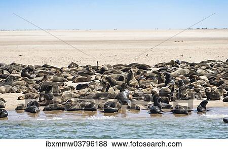 "Colony of Brown Fur Seals or Cape Fur Seals (Arctocephalus pusillus) on a small upstream sandbank, near Walvis Bay, Namibia, Africa" View Large Photo Image Stock Photo - "Colony of Brown Fur Seals or Cape Fur Seals (Arctocephalus pusillus) on a small upstream sandbank, near Walvis Bay, Namibia, Africa". Fotosearch