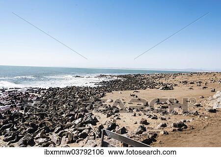 "Colony of Brown Fur Seals or Cape Fur Seals (Arctocephalus pusillus), Dorob National Park, Cape Cross, Namibia, Africa" View Large Photo Image Stock Photograph - "Colony of Brown Fur Seals or Cape Fur Seals (Arctocephalus pusillus), Dorob National Park, Cape Cross, Namibia, Africa". Fotosearch