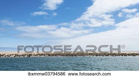 Stock Photograph - "Colony of Brown Fur Seals or Cape Fur Seals (Arctocephalus pusillus) on a sandbank, near Walvis Bay, Namibia, Africa". Fotosearch