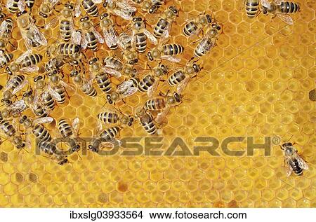 Colony of Honey Bees (Apis mellifera var carnica) on fresh honeycomb with honey View Large Photo Image Picture - Colony of Honey Bees (Apis mellifera var carnica) on fresh honeycomb with honey. Fotosearch