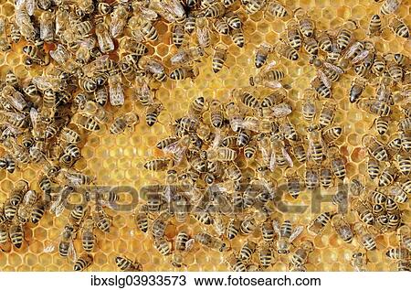 Colony of Honey Bees (Apis mellifera var carnica) on fresh honeycomb with honey View Large Photo Image Stock Image - Colony of Honey Bees (Apis mellifera var carnica) on fresh honeycomb with honey. Fotosearch