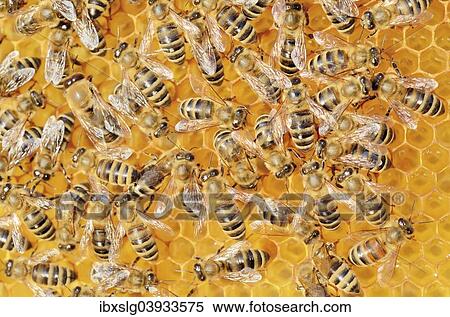 Colony of Honey Bees (Apis mellifera var carnica) on fresh honeycomb with honey View Large Photo Image Stock Photography - Colony of Honey Bees (Apis mellifera var carnica) on fresh honeycomb with honey. Fotosearch