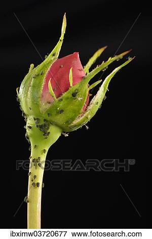 Stock Photo - "Colony of Large Rose Aphids (Macrosiphum rosae), pests, on a Rose (Rosa), Baden-Wurttemberg, Germany, Europe". Fotosearch