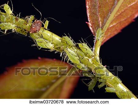 Stock Photo - "Colony of Large Rose Aphids (Macrosiphum rosae), pests, on the stem and leaves of a Rose (Rosa), Baden-Wurttemberg, Germany, Europe". Fotosearch