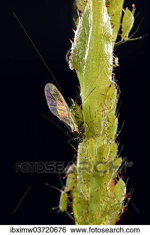 "Colony of Large Rose Aphids (Macrosiphum rosae), pests, on a Rose (Rosa), macro shot, Baden-Wurttemberg, Germany, Europe" View Large Photo Image Stock Photograph - "Colony of Large Rose Aphids (Macrosiphum rosae), pests, on a Rose (Rosa), macro shot, Baden-Wurttemberg, Germany, Europe". Fotosearch