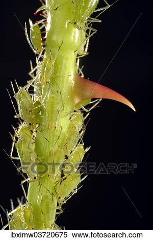 "Colony of Large Rose Aphids (Macrosiphum rosae), pests, on a Rose (Rosa) with a thorn, macro shot, Baden-Wurttemberg, Germany, Europe" View Large Photo Image Stock Photography - "Colony of Large Rose Aphids (Macrosiphum rosae), pests, on a Rose (Rosa) with a thorn, macro shot, Baden-Wurttemberg, Germany, Europe". Fotosearch