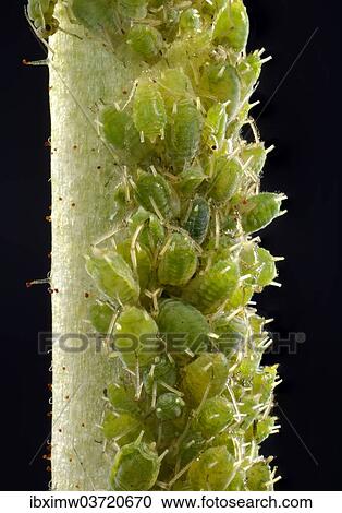 "Colony of small Permanent Currant Aphids (Aphidula schneideri), pests, macro shot, Baden-Wurttemberg, Germany, Europe" View Large Photo Image Stock Image - "Colony of small Permanent Currant Aphids (Aphidula schneideri), pests, macro shot, Baden-Wurttemberg, Germany, Europe". Fotosearch