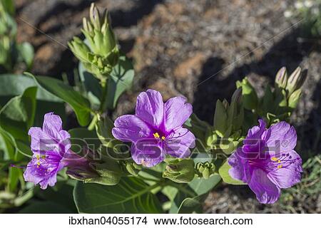 "Colorado Four o'clock (Mirabilis multiflora), Colorado, United States, North America" View Large Photo Image Picture - "Colorado Four o'clock (Mirabilis multiflora), Colorado, United States, North America". Fotosearch