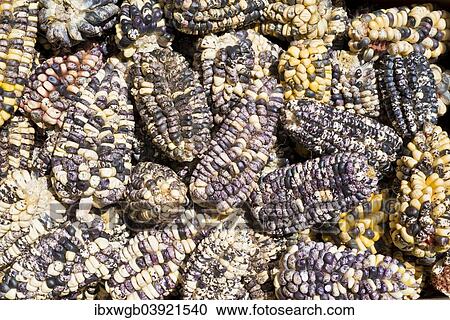 Stock Image - "Colorful corn cobs laid out to dry, Peru, South America". Fotosearch
