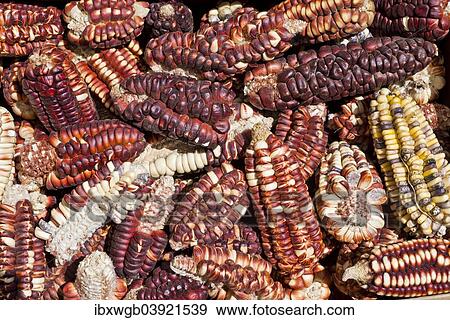 Stock Photo - "Colorful corn cobs laid out to dry, Peru, South America". Fotosearch