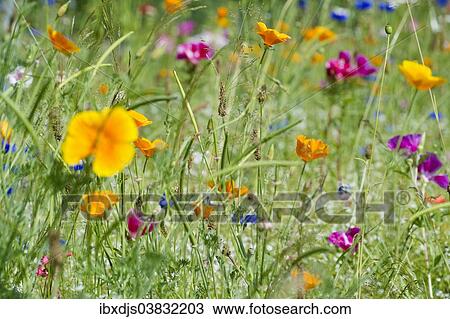 "Colorful flower meadow, Black Forest, Baden-Wurttemberg, Germany, Europe" View Large Photo Image Stock Image - "Colorful flower meadow, Black Forest, Baden-Wurttemberg, Germany, Europe". Fotosearch