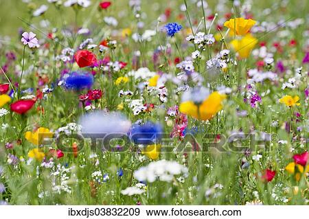 "Colorful flower meadow, Black Forest, Baden-Wurttemberg, Germany, Europe" View Large Photo Image Stock Photo - "Colorful flower meadow, Black Forest, Baden-Wurttemberg, Germany, Europe". Fotosearch