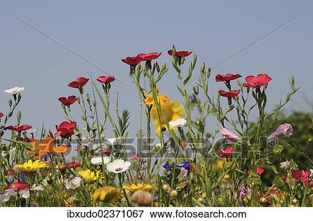 Colorful flower meadow in summer View Large Photo Image Stock Photo - Colorful flower meadow in summer. Fotosearch
