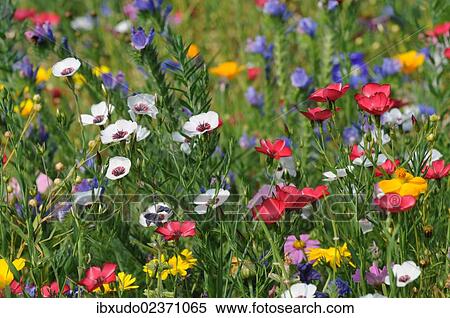 Colorful flower meadow in summer View Large Photo Image Stock Photography - Colorful flower meadow in summer. Fotosearch