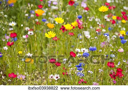 "Colorful flower meadow, Lower Saxony, Germany, Europe" View Large Photo Image Stock Image - "Colorful flower meadow, Lower Saxony, Germany, Europe". Fotosearch