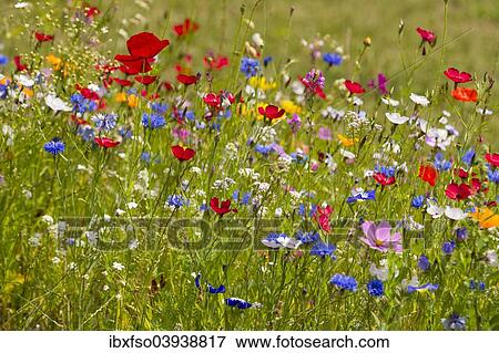 "Colorful flower meadow, Lower Saxony, Germany, Europe" View Large Photo Image Stock Photo - "Colorful flower meadow, Lower Saxony, Germany, Europe". Fotosearch