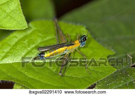 "Colorful grasshopper (Eumastax vittata napoana), Tiputini rainforest, Yasuni National Park, Ecuador, South America" View Large Photo Image Stock Image - "Colorful grasshopper (Eumastax vittata napoana), Tiputini rainforest, Yasuni National Park, Ecuador, South America". Fotosearch