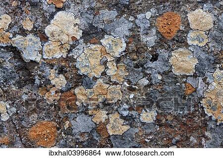 Picture - "Colorful lichen on a stone, Iceland, Europe". Fotosearch