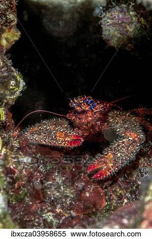 "Colorful squat lobster (Galathea strigosa), Mediterranean Sea, Croatia, Europe" View Large Photo Image Stock Photography - "Colorful squat lobster (Galathea strigosa), Mediterranean Sea, Croatia, Europe". Fotosearch
