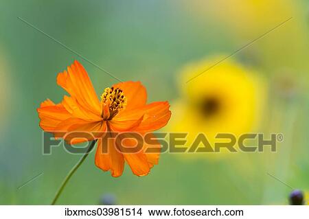 "Colorful summer flowers, Hesse, Germany, Europe" View Large Photo Image Picture - "Colorful summer flowers, Hesse, Germany, Europe". Fotosearch
