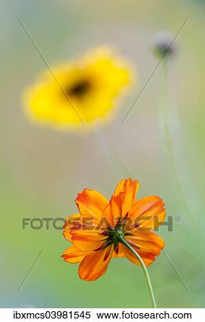 "Colorful summer flowers, Hesse, Germany, Europe" View Large Photo Image Stock Photography - "Colorful summer flowers, Hesse, Germany, Europe". Fotosearch