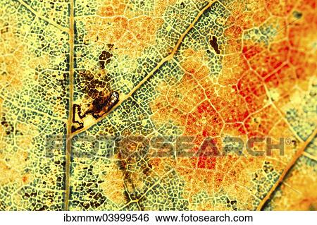 "Colourful autumn leaf, leaf veins" View Large Photo Image Stock Photograph - "Colourful autumn leaf, leaf veins". Fotosearch