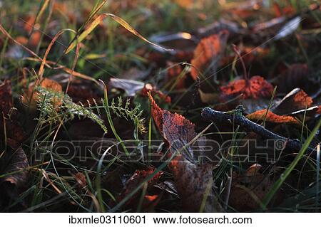"Colourful autumn leaves in the grass, Germany, Europe" View Large Photo Image Stock Image - "Colourful autumn leaves in the grass, Germany, Europe". Fotosearch