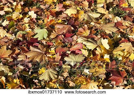 Colourful autumnal foliage View Large Photo Image Stock Image - Colourful autumnal foliage. Fotosearch