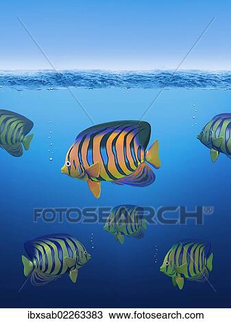 "Colourful cartoon fish, Royal or Regal Angelfish, in water, 3D illustration" View Large Photo Image Stock Image - "Colourful cartoon fish, Royal or Regal Angelfish, in water, 3D illustration". Fotosearch
