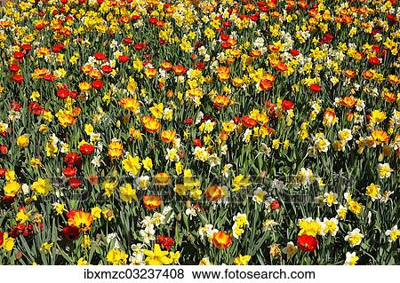"Colourful flower bed with tulips (Tulipa) and daffodils (Narcissus), Nuremberg, Middle Franconia, Bavaria, Germany, Europe" View Large Photo Image Stock Photo - "Colourful flower bed with tulips (Tulipa) and daffodils (Narcissus), Nuremberg, Middle Franconia, Bavaria, Germany, Europe". Fotosearch