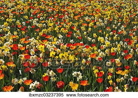 "Colourful flower bed with tulips (Tulipa) and daffodils (Narcissus), backlit, Nuremberg, Middle Franconia, Bavaria, Germany, Europe" View Large Photo Image Stock Photography - "Colourful flower bed with tulips (Tulipa) and daffodils (Narcissus), backlit, Nuremberg, Middle Franconia, Bavaria, Germany, Europe". Fotosearch
