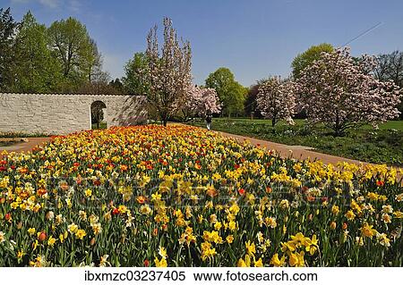 "Colourful flower bed with tulips (Tulipa) and daffodils (Narcissus) in an urban park, Nuremberg, Middle Franconia, Bavaria, Germany, Europe" View Large Photo Image Stock Photography - "Colourful flower bed with tulips (Tulipa) and daffodils (Narcissus) in an urban park, Nuremberg, Middle Franconia, Bavaria, Germany, Europe". Fotosearch