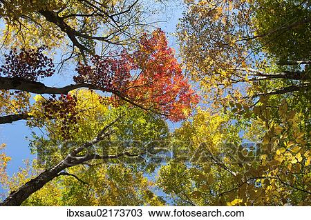 "Colourful foliage in autumn, Indian Summer, Franconia Notch State Park, White Mountains National Forest, New Hampshire, New England, USA, North America" View Large Photo Image Stock Image - "Colourful foliage in autumn, Indian Summer, Franconia Notch State Park, White Mountains National Forest, New Hampshire, New England, USA, North America". Fotosearch