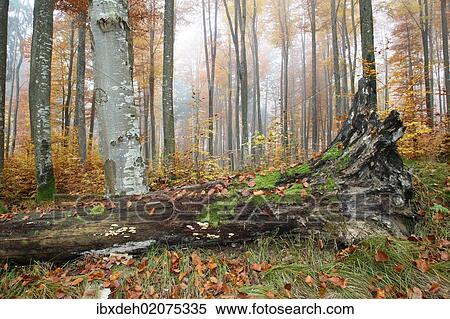 Stock Photography - "Colourful forest in autumn with beeches (Fagus sylvatica), Unterallgaeu, Allgaeu, Bavaria, Germany, Europe". Fotosearch