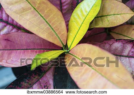 Picture - Colourful leaves of a shrub. Fotosearch