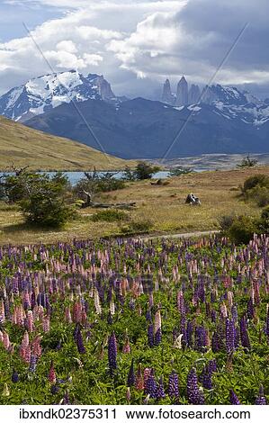 Stock Image - "Colourful lupine field (Lupinus) with views of the peaks of the granite mountains of the Torres del Paine National Park, Magallanes Region, Patagonia, Chile, South America, Latin America, America, South America". Fotosearch