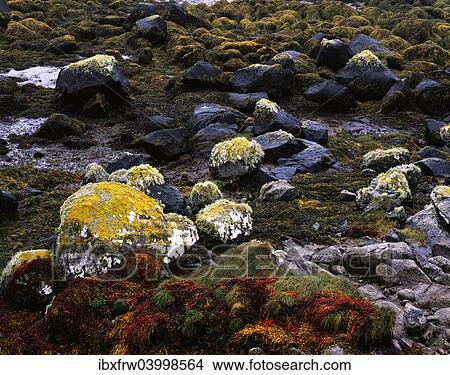 "Colourful seaweed, lichen on granite rocks at low tide, Connemara, County Galway, Ireland, Europe" View Large Photo Image Picture - "Colourful seaweed, lichen on granite rocks at low tide, Connemara, County Galway, Ireland, Europe". Fotosearch