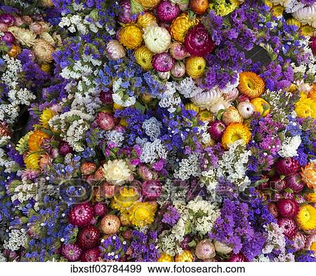 Colourful strawflowers View Large Photo Image Stock Photo - Colourful strawflowers. Fotosearch
