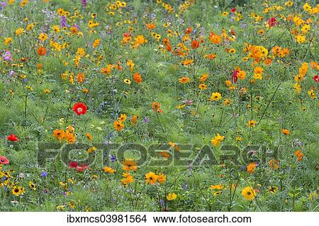 "Colourful summer flower meadow, Hesse, Germany, Europe" View Large Photo Image Picture - "Colourful summer flower meadow, Hesse, Germany, Europe". Fotosearch