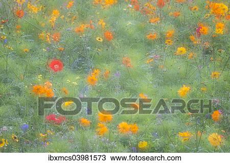 Stock Image - "Colourful summer flower meadow, Hesse, Germany, Europe". Fotosearch