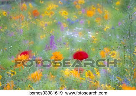 "Colourful summer flower meadow, Hesse, Germany, Europe" View Large Photo Image Stock Photo - "Colourful summer flower meadow, Hesse, Germany, Europe". Fotosearch
