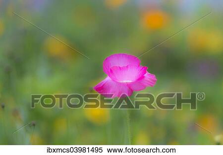Stock Photography - "Colourful summer flower meadow, Hesse, Germany, Europe". Fotosearch