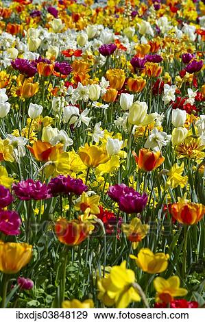 "Colourful tulips and daffodils, Mainau, Konstanz, Baden-Wurttemberg, Germany, Europe" View Large Photo Image Stock Photo - "Colourful tulips and daffodils, Mainau, Konstanz, Baden-Wurttemberg, Germany, Europe". Fotosearch