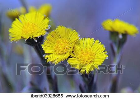"Coltsfoot (Tussilago farfara), flowers" View Large Photo Image Stock Photography - "Coltsfoot (Tussilago farfara), flowers". Fotosearch