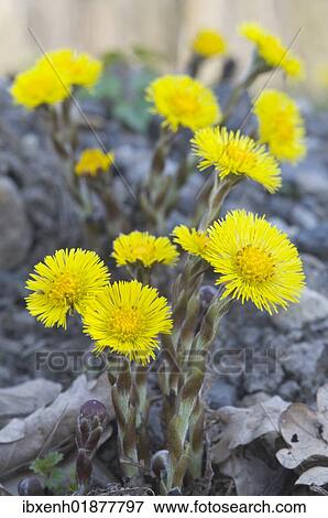 Coltsfoot (Tussilago farfara) View Large Photo Image Stock Photo - Coltsfoot (Tussilago farfara). Fotosearch