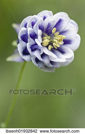 "Columbine (Aquilegia), Emsland, Germany, Europe" View Large Photo Image Stock Image - "Columbine (Aquilegia), Emsland, Germany, Europe". Fotosearch