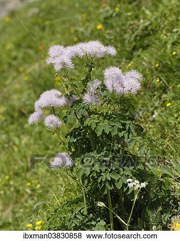 "Columbine Meadow Rue (Thalictrum aquilegiifolium), Grosses Walsertal Biosphere Park, Vorarlberg, Austria, Europe" View Large Photo Image Stock Photo - "Columbine Meadow Rue (Thalictrum aquilegiifolium), Grosses Walsertal Biosphere Park, Vorarlberg, Austria, Europe". Fotosearch