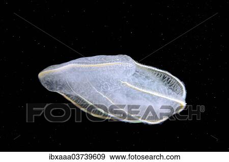 "Comb Jelly (Beroe ovata), Black Sea, Crimea, Ukraine, Europe" View Large Photo Image Stock Photo - "Comb Jelly (Beroe ovata), Black Sea, Crimea, Ukraine, Europe". Fotosearch