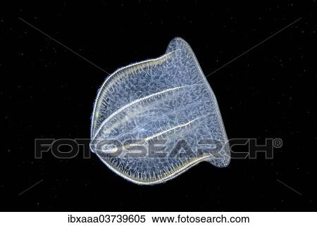 "Comb Jelly (Beroe ovata), Black Sea, Crimea, Ukraine, Europe" View Large Photo Image Stock Photography - "Comb Jelly (Beroe ovata), Black Sea, Crimea, Ukraine, Europe". Fotosearch